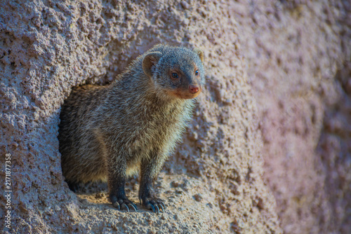 Canvas Print banded mongoose (Mungos mungo)