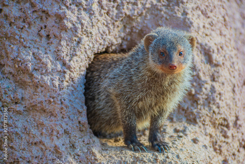 фотографія banded mongoose (Mungos mungo)
