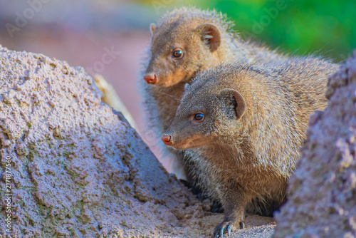 Canvastavla banded mongoose (Mungos mungo)