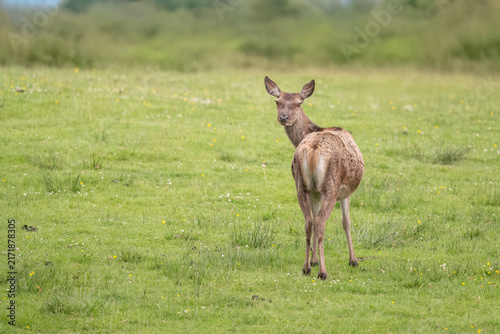 Canvas Print Red deer hind in a field
