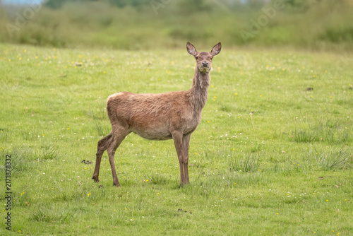 Photography Red deer hind in a field