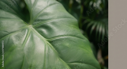 Nature background image