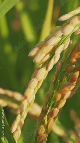 Ripened Rice Ears Hanging in a Paddy Field