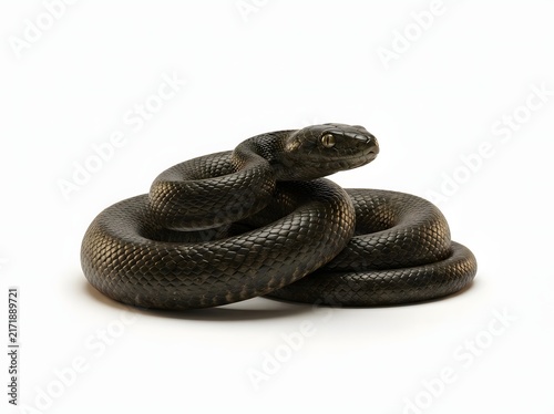 Coiled Serpent in Stillness A Close-Up Portrait of a Non-Venomous Snake Displaying Intricate Scale Patterns