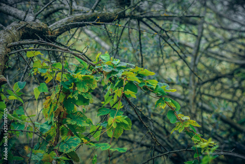 Obraz na płótnie wild thickets in the forest