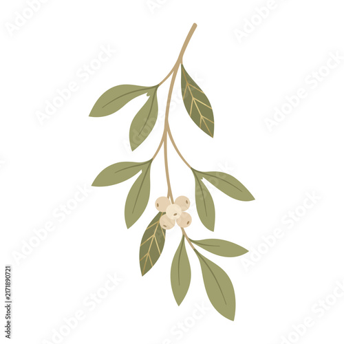 Christmas Day, Vintage botanical branch with green leaves and white berries, hand drawn floral element, rustic winter greenery vector illustration isolated on White Background