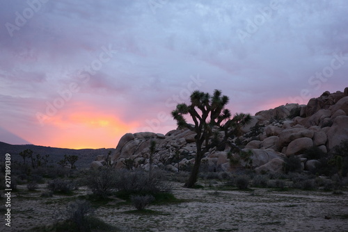 Wide desert sunset view with a Joshua tree and granite boulders in Joshua Tree National Park, California