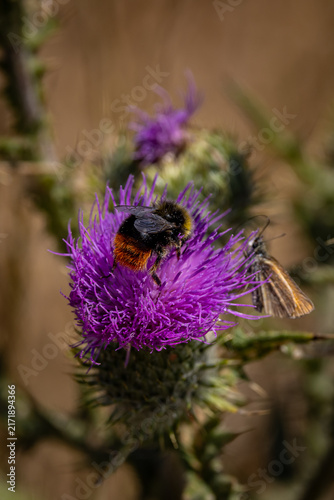 A bumble bee perched on a  thistle flower, with selective focus