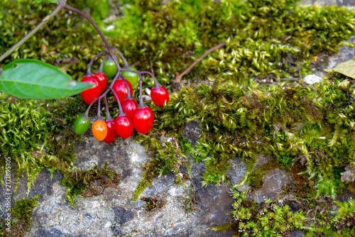 Foto Macro closeup of bright red and ripening green berries of bittersweet nightshade (Solanum dulcamara) resting on lush green moss and a textured stone surface