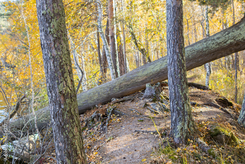 Fotografie Large fallen tree crossing a narrow woodland path among pine and birch trees with golden autumn foliage