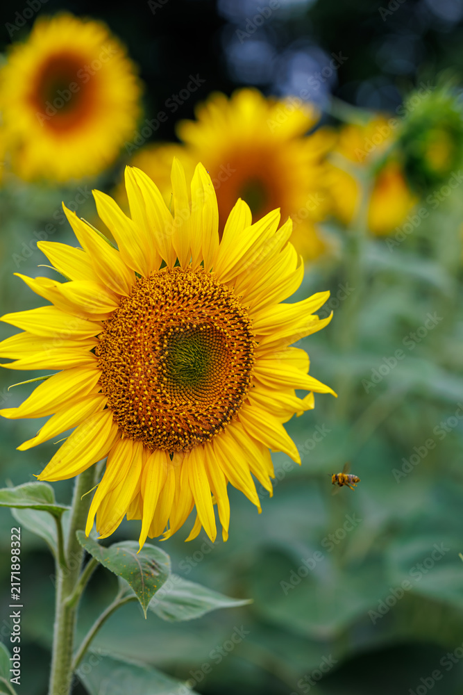 Fototapeta premium Bright sunflower blooming in a field under a cloudy sky, agriculture and farming concept