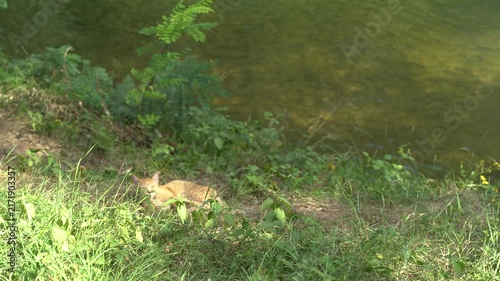 Ginger cat sleeping in the grass by the river
