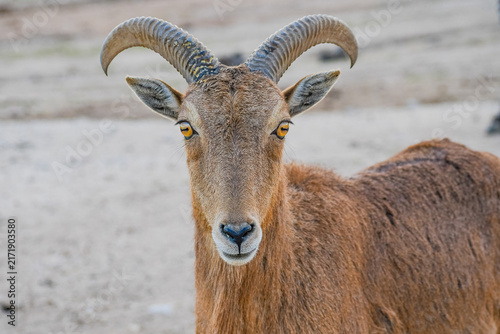 Canvastavla Barbary sheep (Ammotragus lervia)