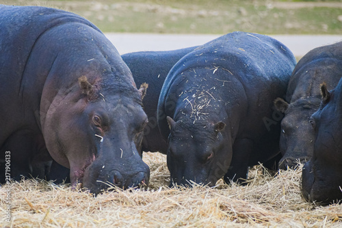 Canvas Print hippopotamus (Hippopotamus amphibius)