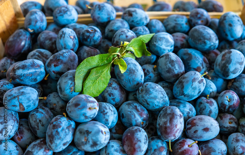 Fresh ripe blue organic plums background close up