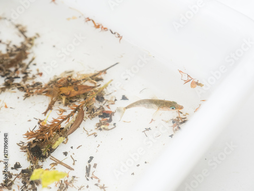 Stickleback in plastic tray
