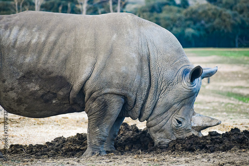 Canvas Print white rhinoceros or square-lipped rhinoceros (Ceratotherium simum)