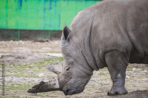 Photography white rhinoceros or square-lipped rhinoceros (Ceratotherium simum)