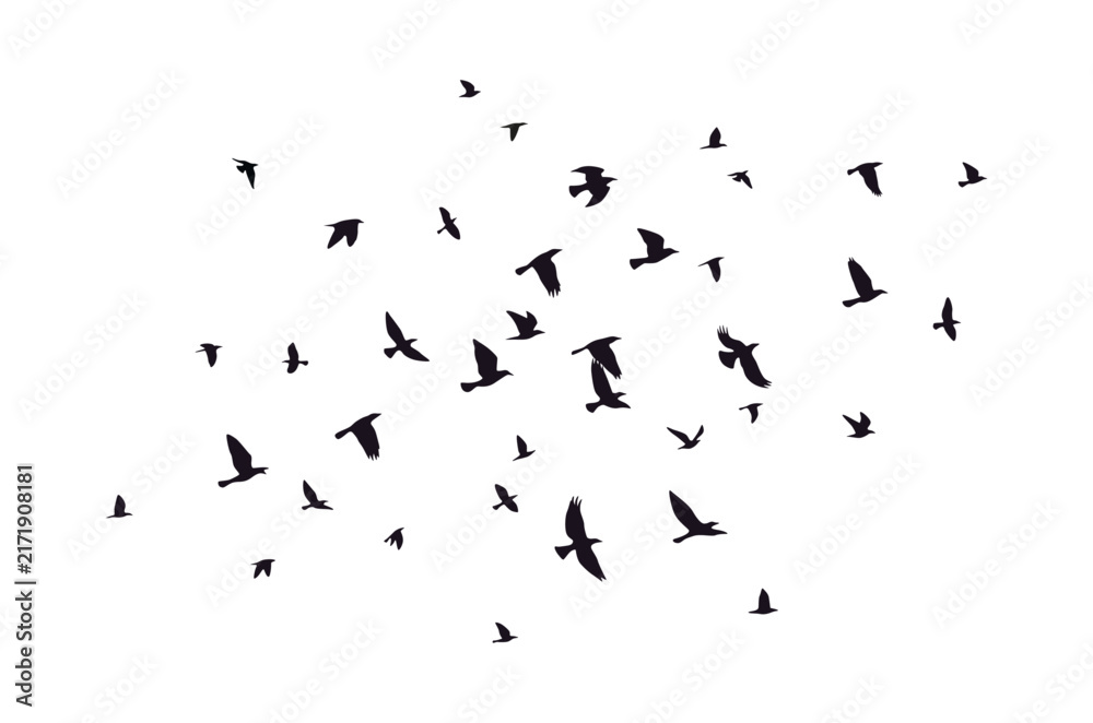 Naklejka premium Black vector flying birds flock silhouettes isolated on white background