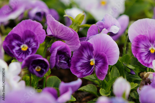 purple pansies in the garden

