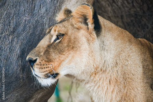 Photography Lions (Panthera leo)