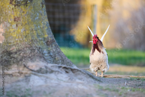 Obraz na plátne Majestic rooster stands near a tree trunk in a warm, natural outdoor setting