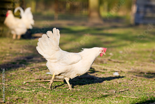 Canvastavla A white free-range hen walks on grassy ground in a sunny farmyard, with another chicken blurred in the background