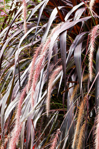 Fotografie Pennisetum advena ou cenchrus cupreus ' Rubrum' | Herbe aux écouvillons au feuil