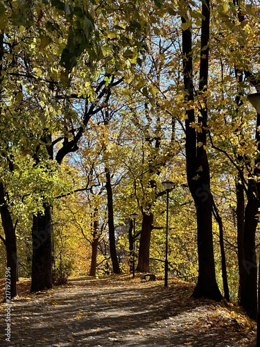 Autumn trees and fallen leaves on a path in Toomemäe park, Tartu, Tartumaa, Estonia, October 2022