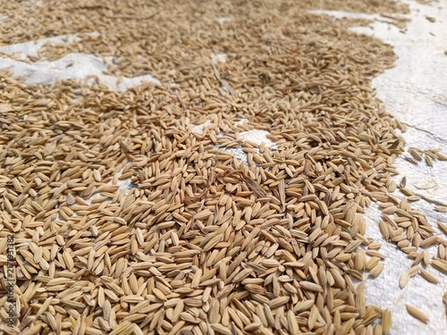 Quadro su tela Unhulled rice—or *gabah*—consists of rice grains encased in husks and serves many important purposes across the food, livestock, and agricultural sectors