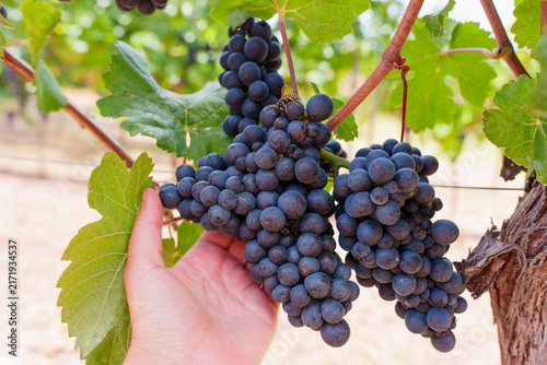 Winemaker Hand Gently Cradle Ripe Dark Grapes on Vine in Sunlit Vineyard