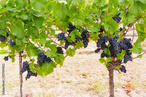 Abundant Ripe Wine Grapes Hanging in Clusters from Lush Green Grapevine