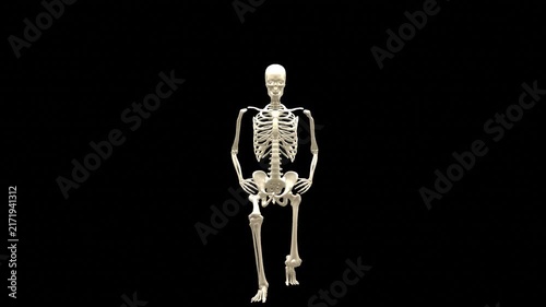 Medical 3D animation of forward lunge exercise featuring a 3D Skeletal System Model, captured in Anterior Front Perspective, Isolated Transparent Alpha Channel