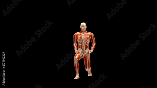 Medical 3D animation of forward lunge exercise featuring a 3D Anatomical Schematic Figure, captured in 180 Degree Turntable Rotating View, Isolated Transparent Alpha Channel