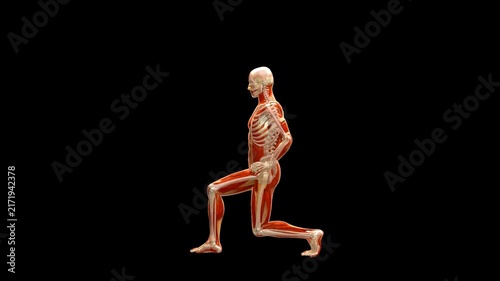 Medical 3D animation of forward lunge exercise featuring a 3D Anatomical Schematic Figure, captured in Lateral Side Profile View, Isolated Transparent Alpha Channel