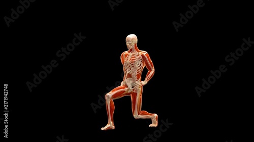Medical 3D animation of forward lunge exercise featuring a 3D Anatomical Schematic Figure, captured in Three-Quarter Isometric Perspective, Isolated Transparent Alpha Channel