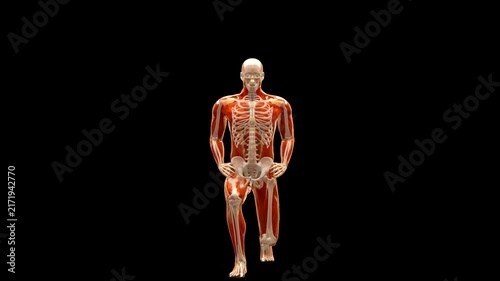 Medical 3D animation of forward lunge exercise featuring a 3D Anatomical Schematic Figure, captured in Anterior Front Perspective, Isolated Transparent Alpha Channel
