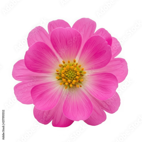Pink flower with yellow center close up