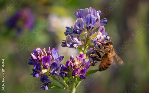 Bild auf Leinwand Pollination and biodiversity, honey bee collecting nectar from purple alfalfa fl