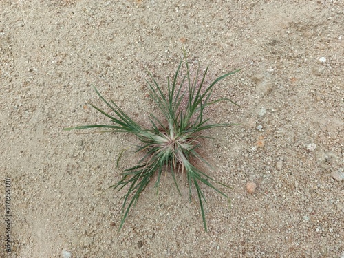 Top view of small wild grass sprouting on dry sandy soil outdoors in natural sunlight
