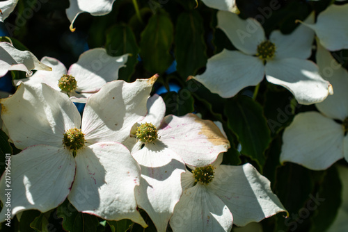 Obraz na plátně White flowers bracts of a dogwood tree