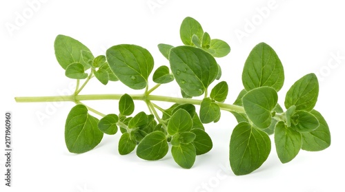 A fresh sprig of oregano with delicate water droplets on its leaves, isolated on a white background.