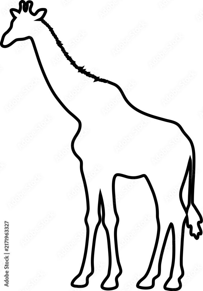 Fototapeta premium Outline drawing of a standing giraffe isolated on white background 