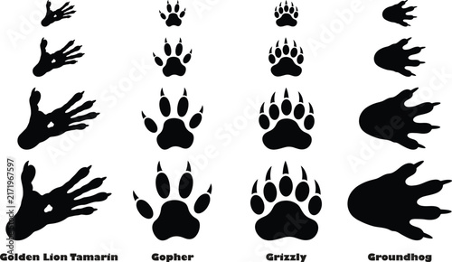 Foto Comparison of animal paw prints including golden lion tamarin, gopher, grizzly b