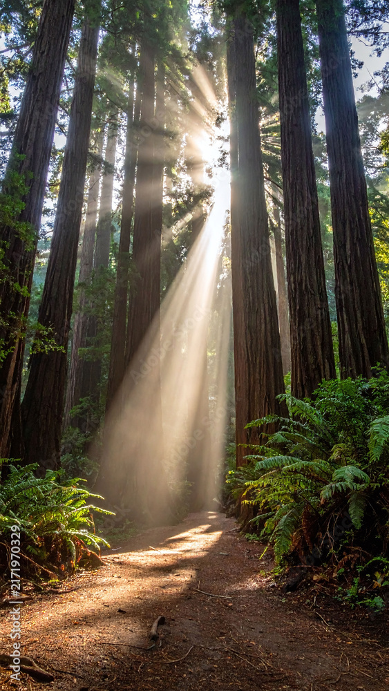 Obraz premium Majestic sunlight filters through tall redwood trees along a peaceful dirt path in a serene forest, evoking feelings of hope and wonder. Nobody is around in this calm morning scene.