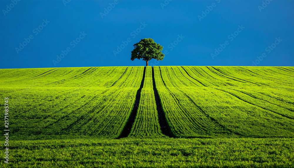 Fototapeta premium A solitary tree stands atop a lush green agricultural field under a deep blue sky with nobody around. This serene landscape evokes peace, representing growth, hope, and sustainability.