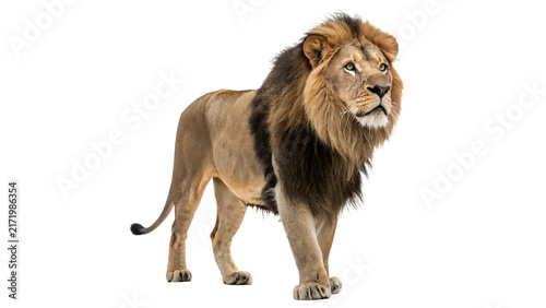 Canvas Print Powerful male lion standing wild big cat safari animal isolated on transparent b
