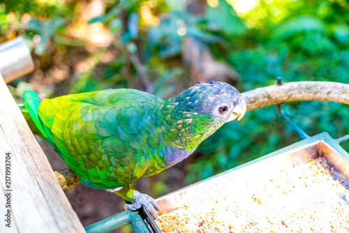 Canvas Print Green Tropical Parrot Eating Seeds at Feeding Station in Brazil.