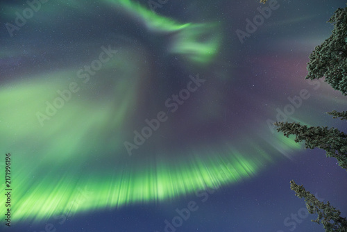 Quadro su tela Bright green, purple aurora rises above a frost-covered forest near Kiruna, Swed