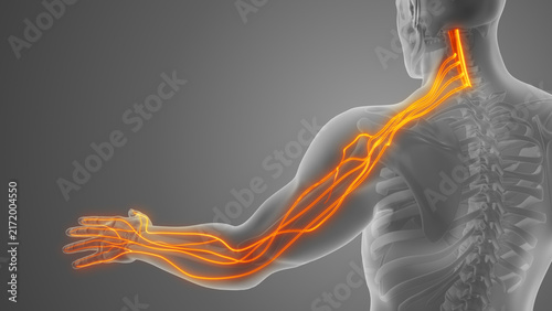 Cervical Nerves Highlighted Along Arm Pathway